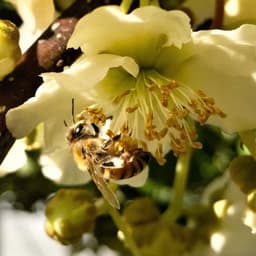 Cover art for Room to Improve – Beekeepers Rally Against Challenging Conditions to Deliver for Kiwifruit Growers, but Failures Remain